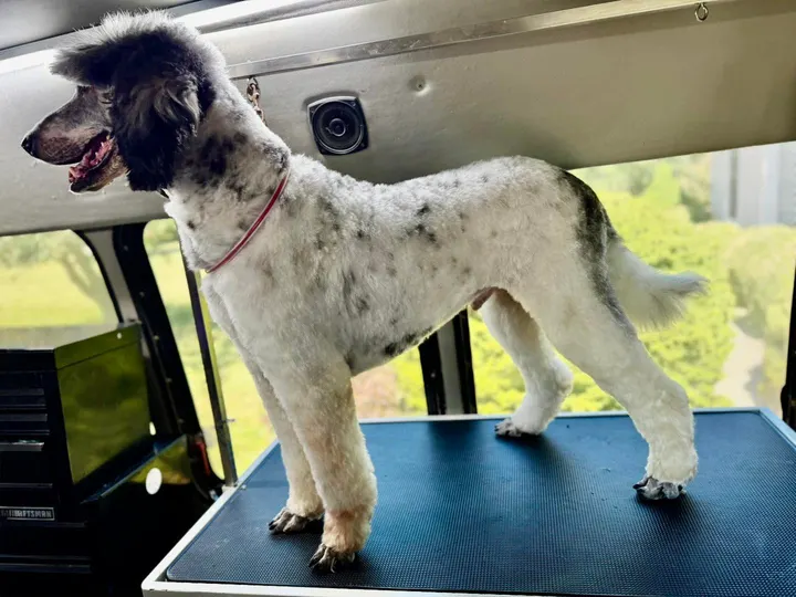 MAE's Pet Grooming photo 10