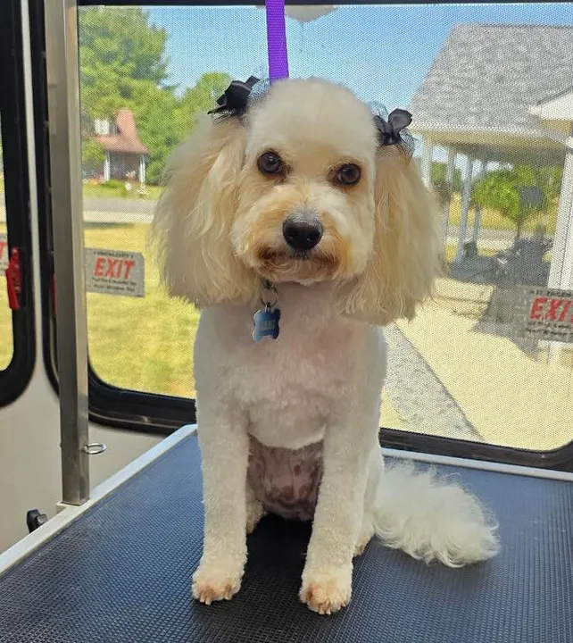 MAE's Pet Grooming photo 11