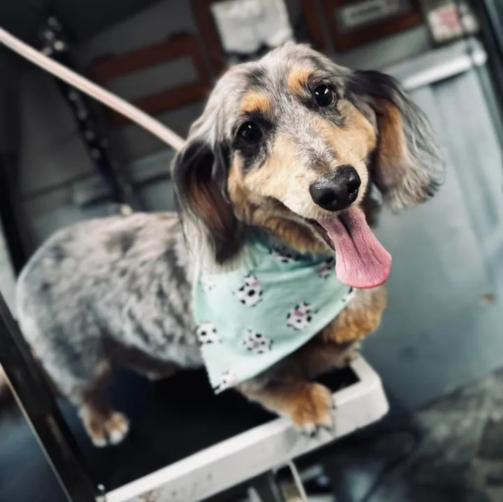 MAE's Pet Grooming photo 12