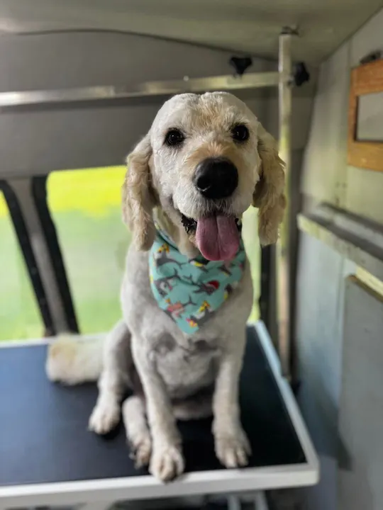 MAE's Pet Grooming photo 13