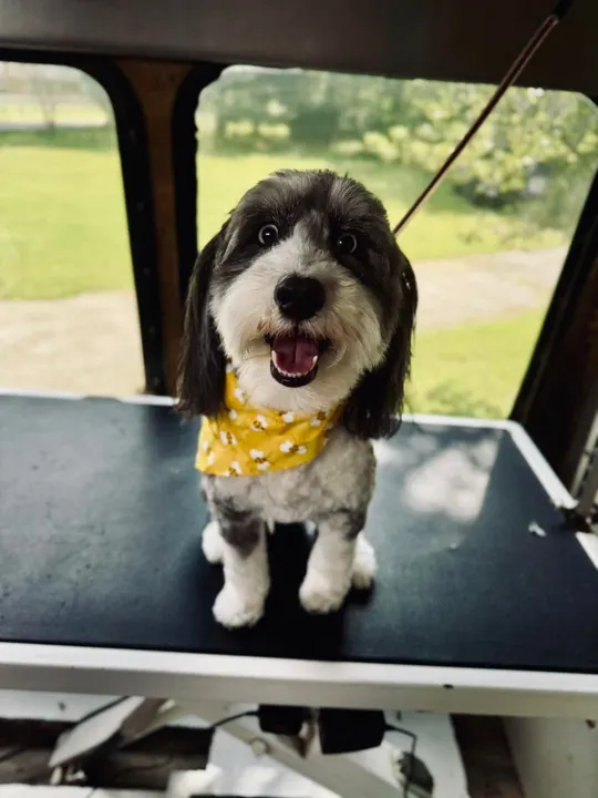 MAE's Pet Grooming photo 15