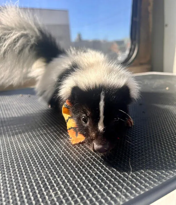 MAE's Pet Grooming photo 16