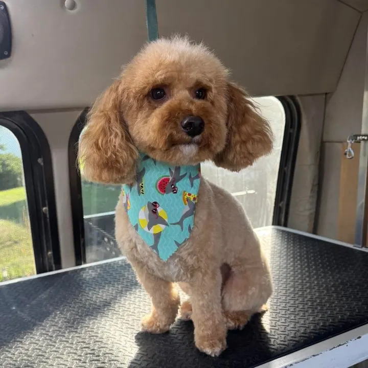 MAE's Pet Grooming photo 2