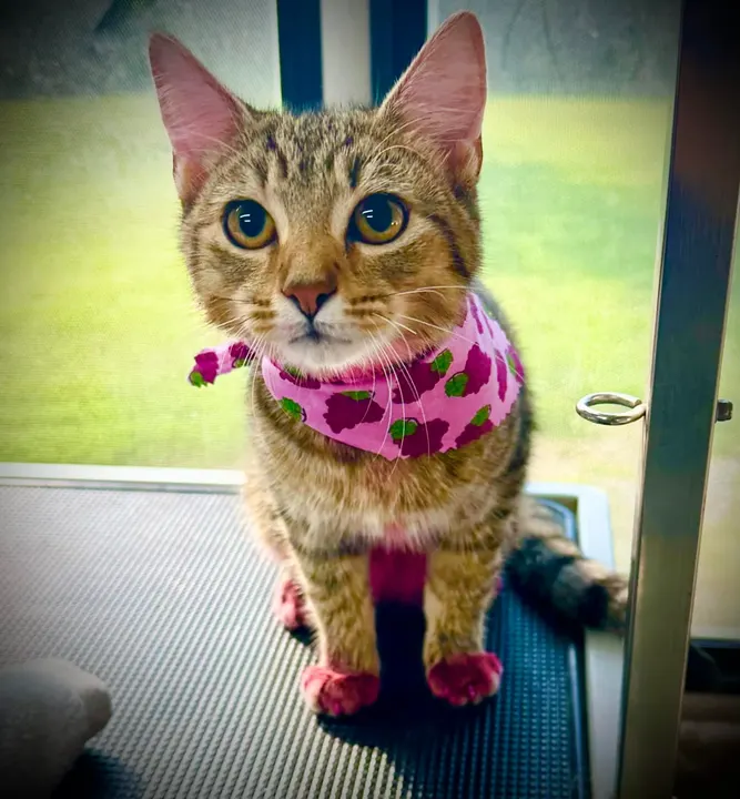 MAE's Pet Grooming photo 3