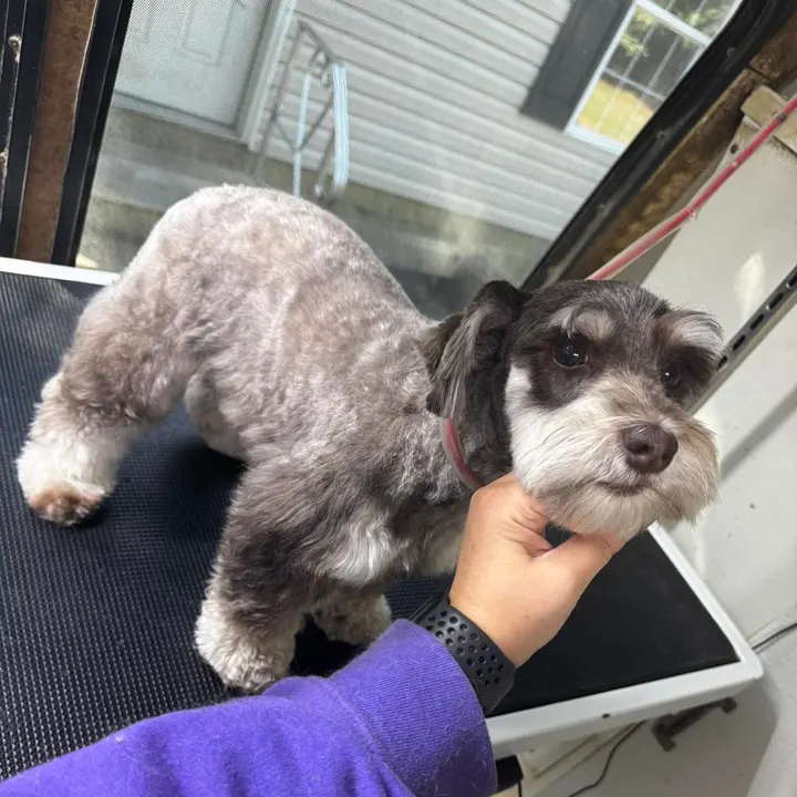 MAE's Pet Grooming photo 4