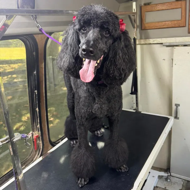 MAE's Pet Grooming photo 6