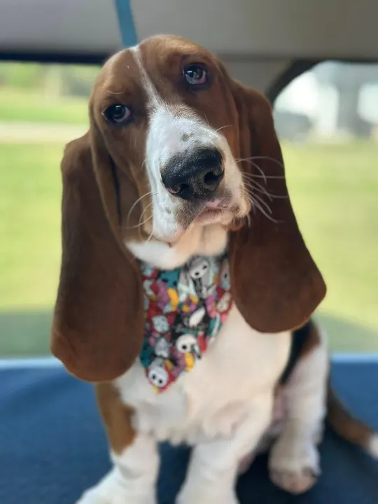 MAE's Pet Grooming photo 8